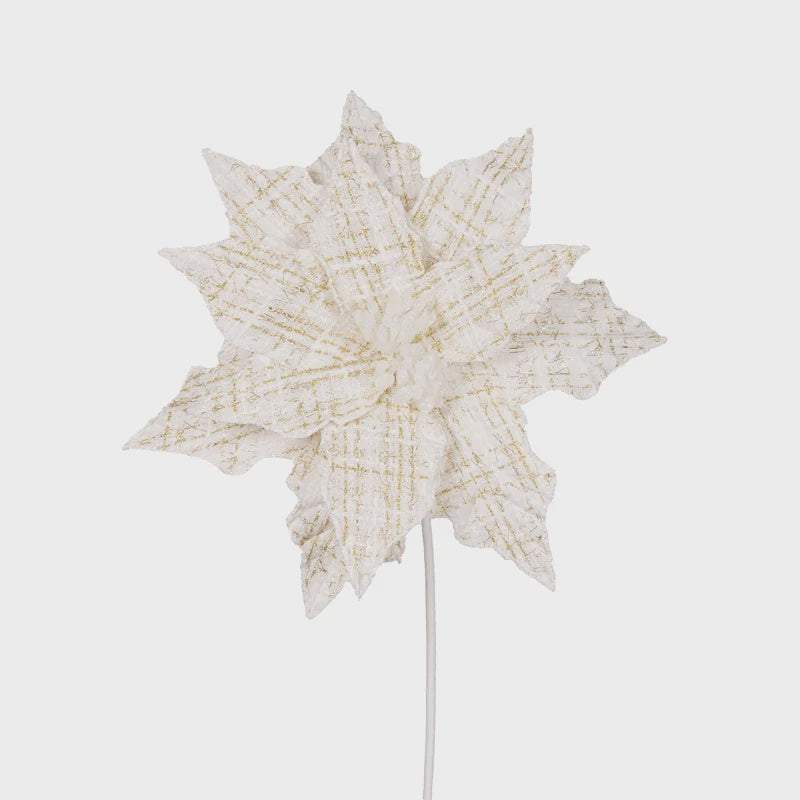 White Tartan Poinsettia