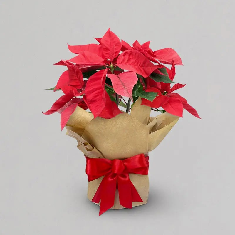 Santa's Favourite Poinsettia