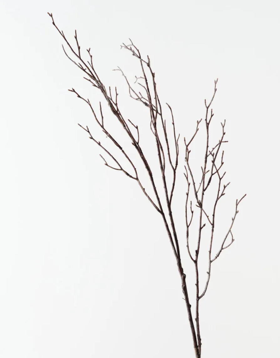 Cottonwood Twig Spray