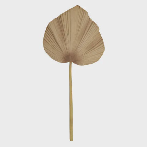 Sabal Palm Stem | Natural